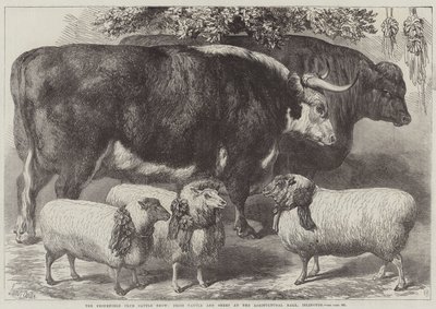 The Smithfield Club Cattle Show, Prize Cattle and Sheep at the Agricultural Hall, Islington by Samuel John Carter